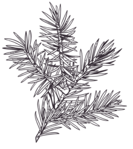 Tannenzweig Illustration