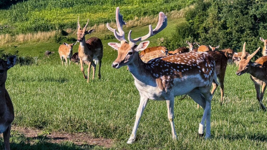 Damwild Hirsch mit mächtigem Geweih, am Wildbetrieb Wild Cult der Familie Eberl.